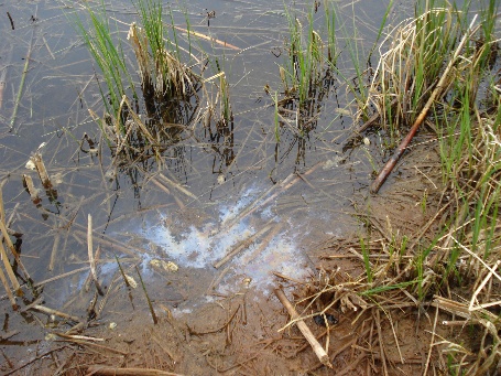  Petro-Find finds surface seepages 